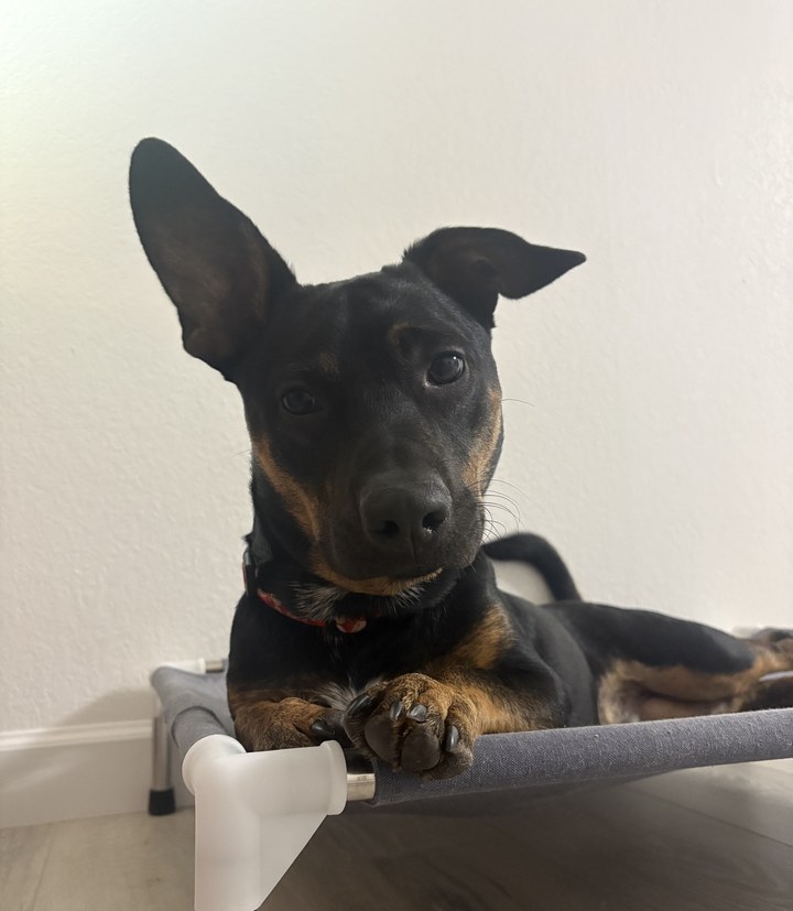 One of Kayla’s dogs relaxing at home